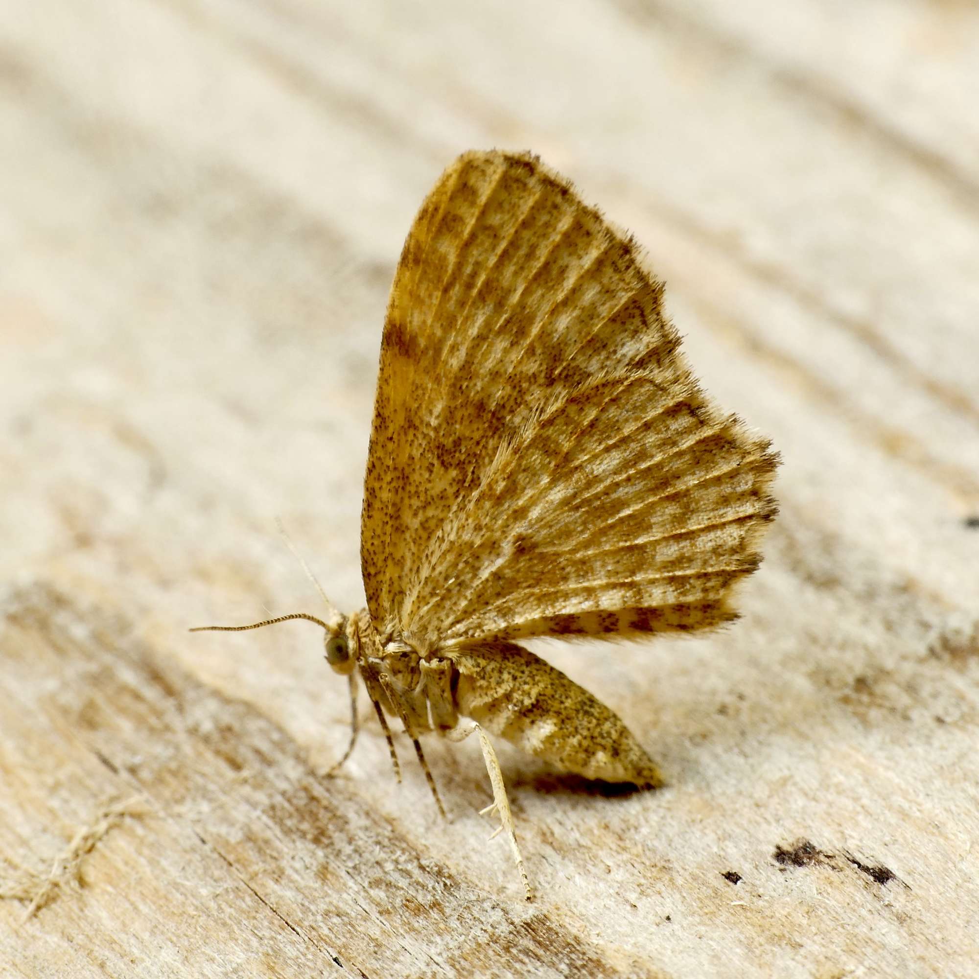 Dingy Shell (Euchoeca nebulata) photographed in Somerset by Paul Wilkins