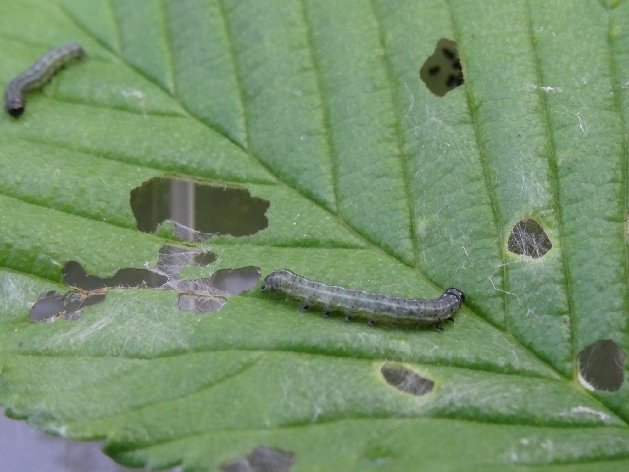 Lesser-spotted Pinion (Cosmia affinis) photographed in Somerset by Christopher Iles