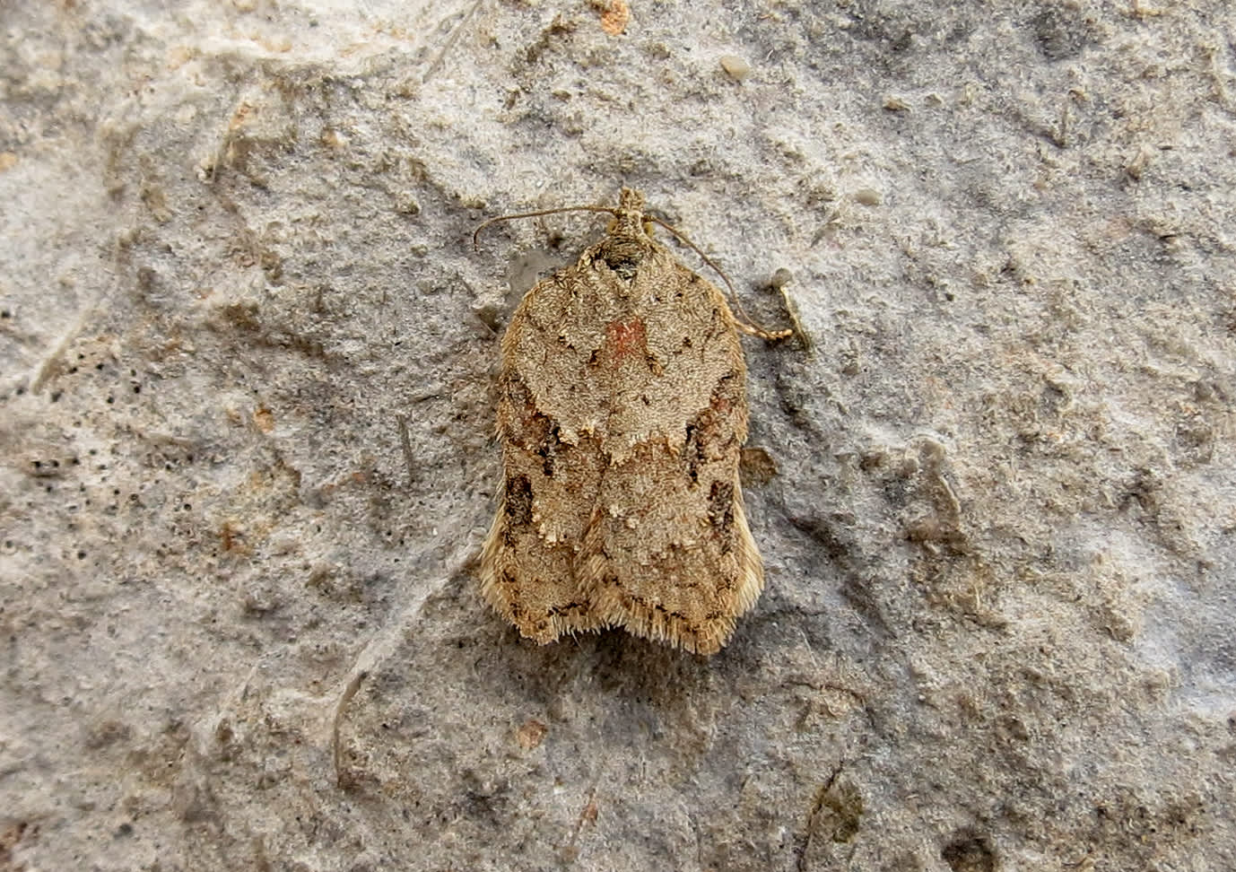 Elm Button (Acleris kochiella) photographed in Somerset by Steve Chapple