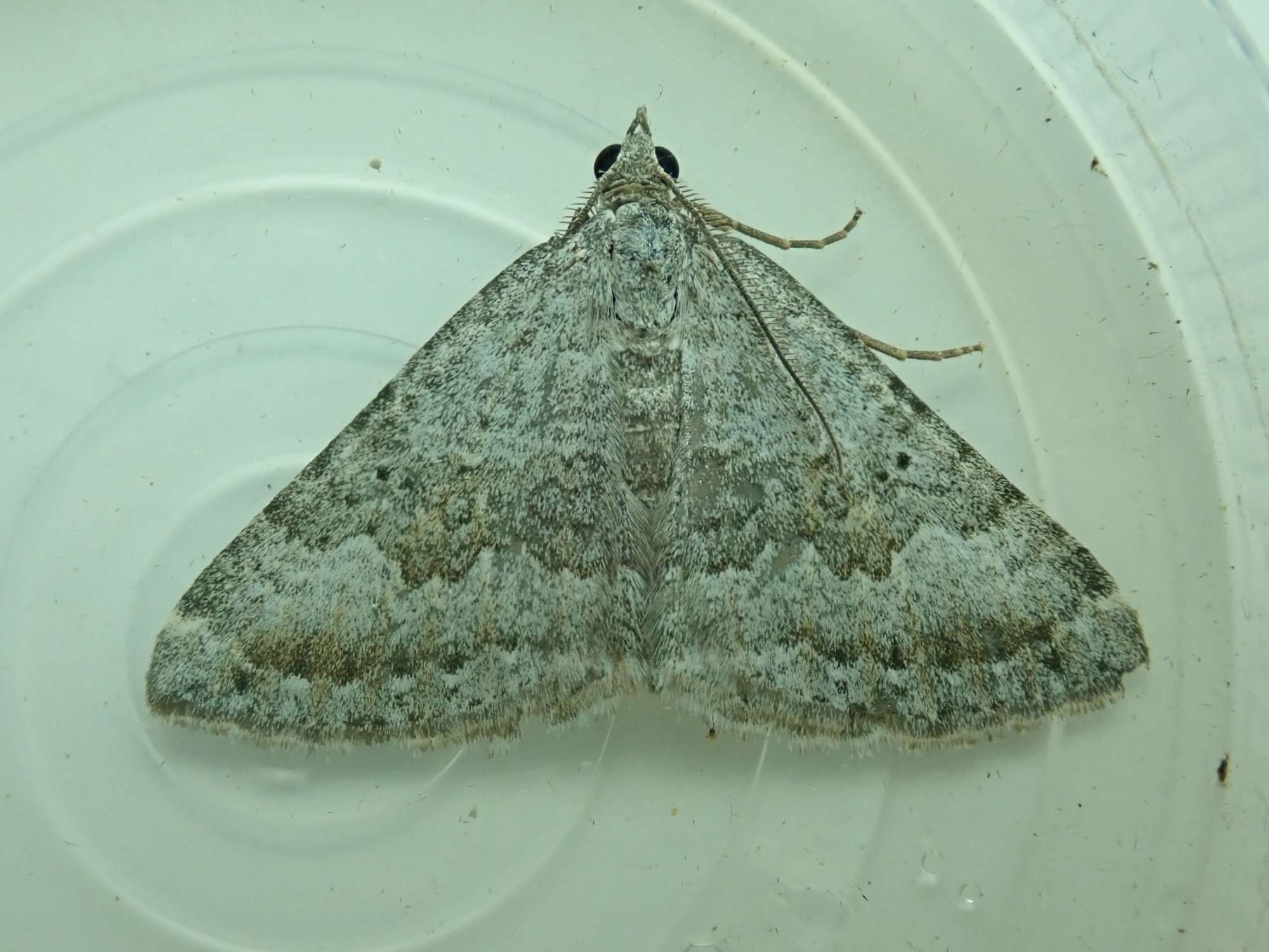 Chalk Carpet (Scotopteryx bipunctaria) photographed in Somerset by Christopher Iles