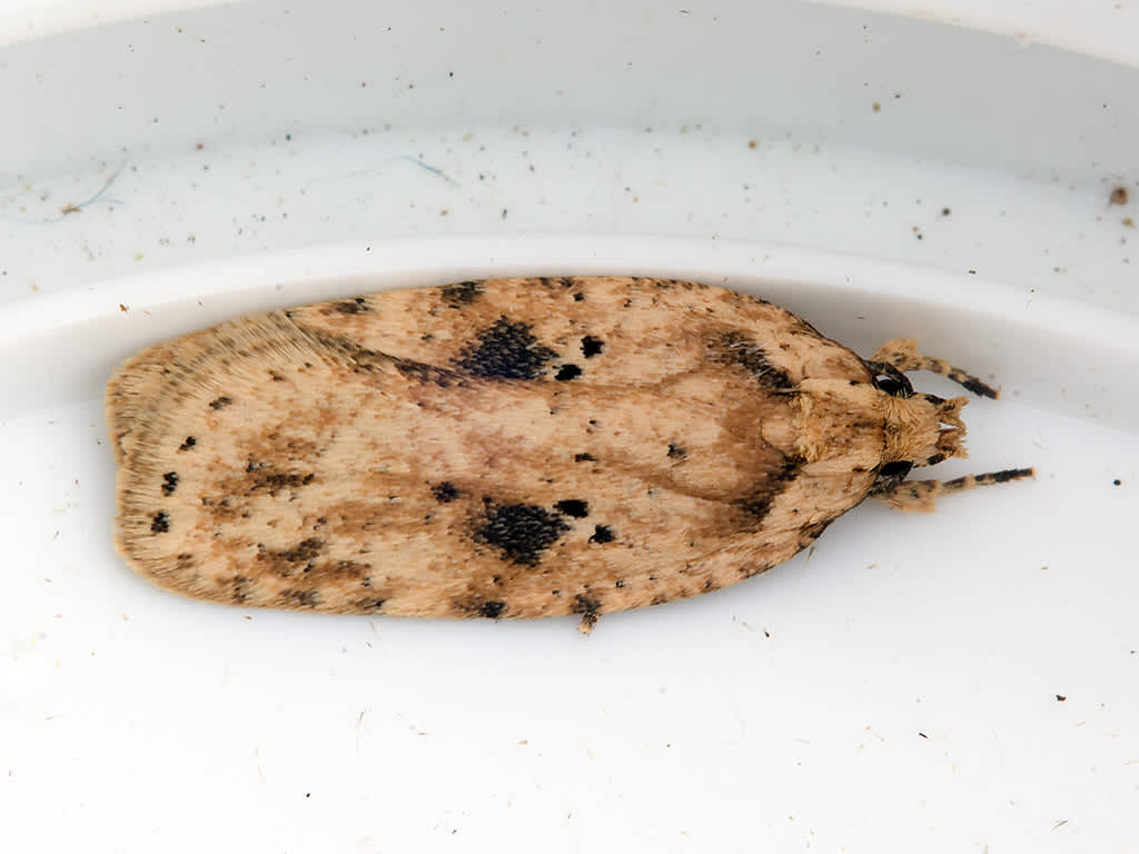 Brindled Flat-body (Agonopterix arenella) photographed in Somerset by John Bebbington