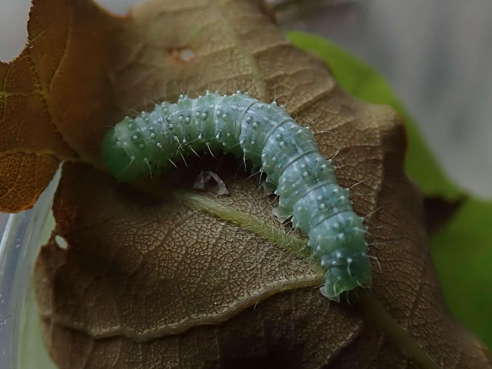 Grey Shoulder-knot (Lithophane ornitopus) photographed in Somerset by Christopher Iles