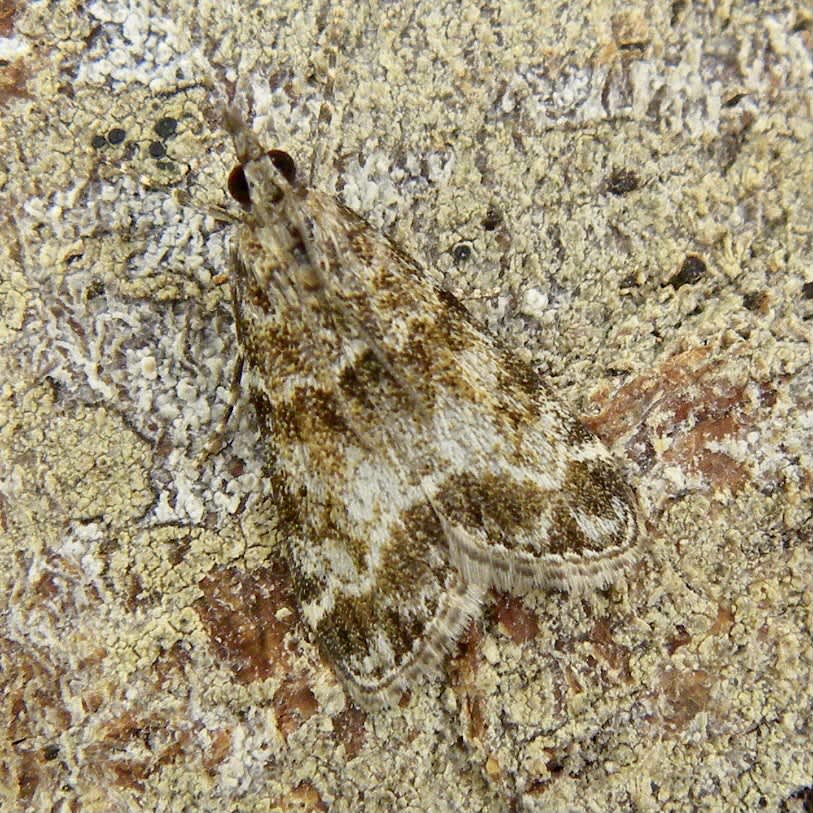 Small Grey (Eudonia mercurella) photographed in Somerset by Sue Davies