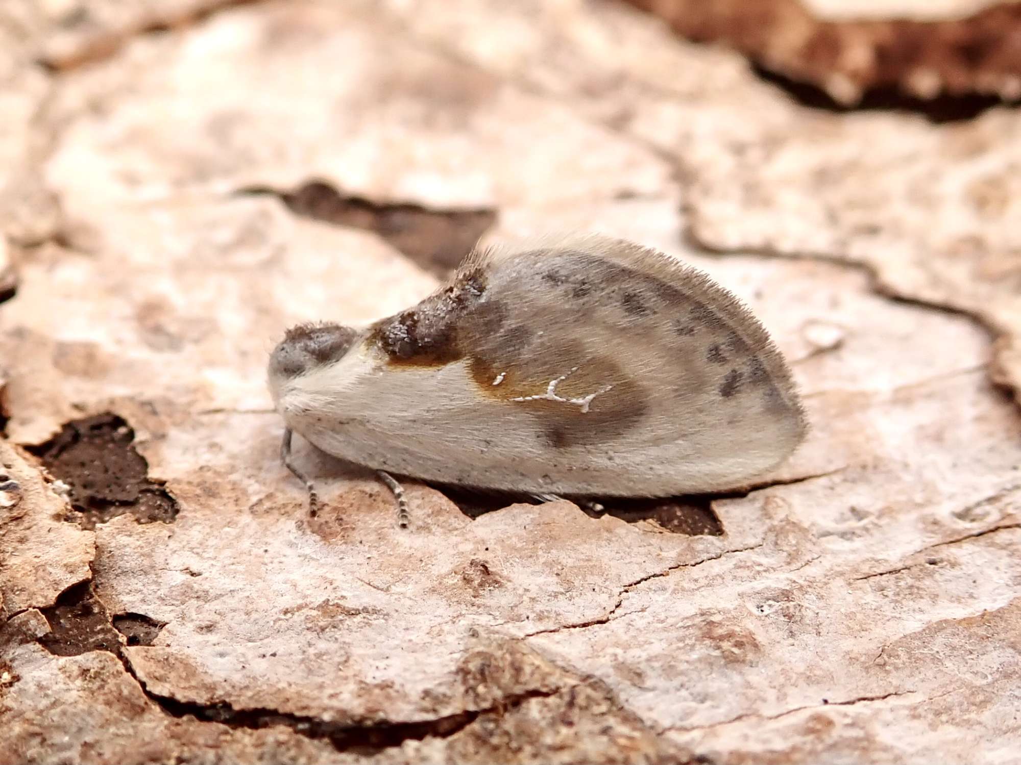 Chinese Character (Cilix glaucata) photographed in Somerset by Sue Davies