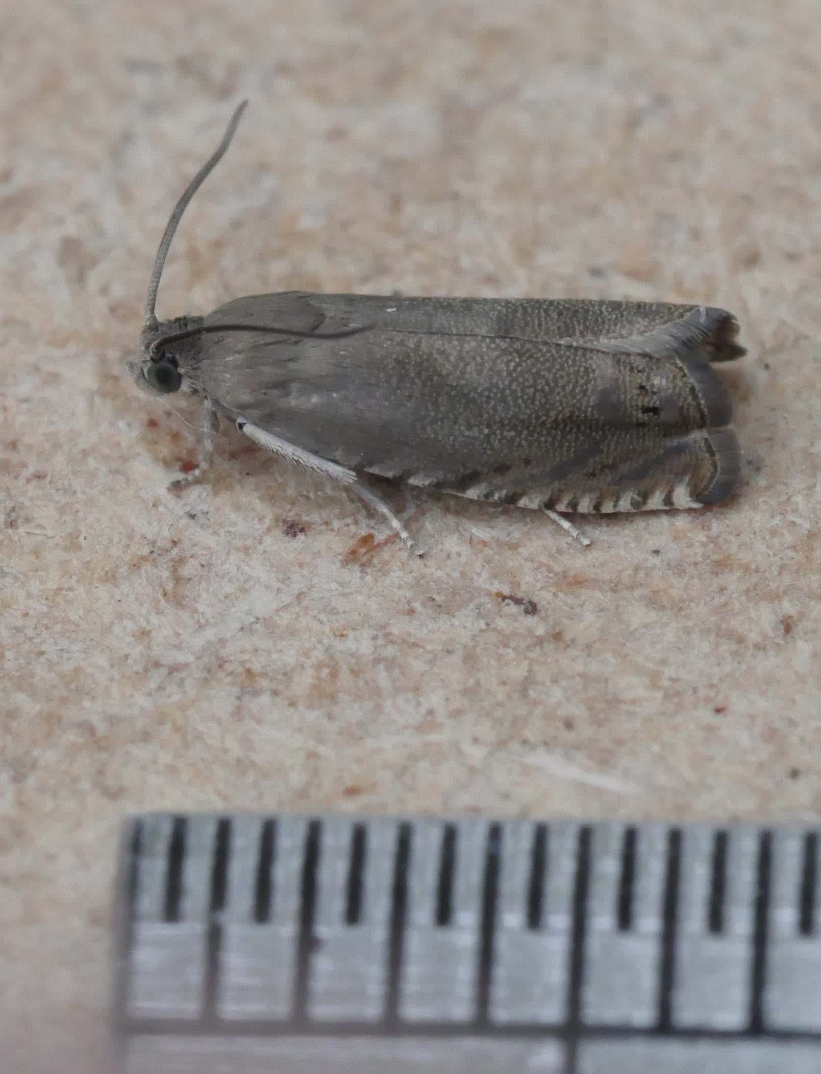 Pea Moth (Cydia nigricana) photographed in Somerset by Jenny Vickers