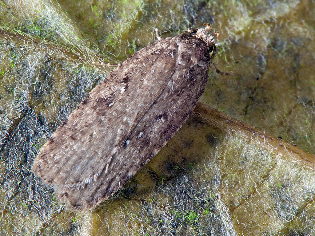 Common Flat-body (Agonopterix heracliana) photographed in Somerset by John Bebbington