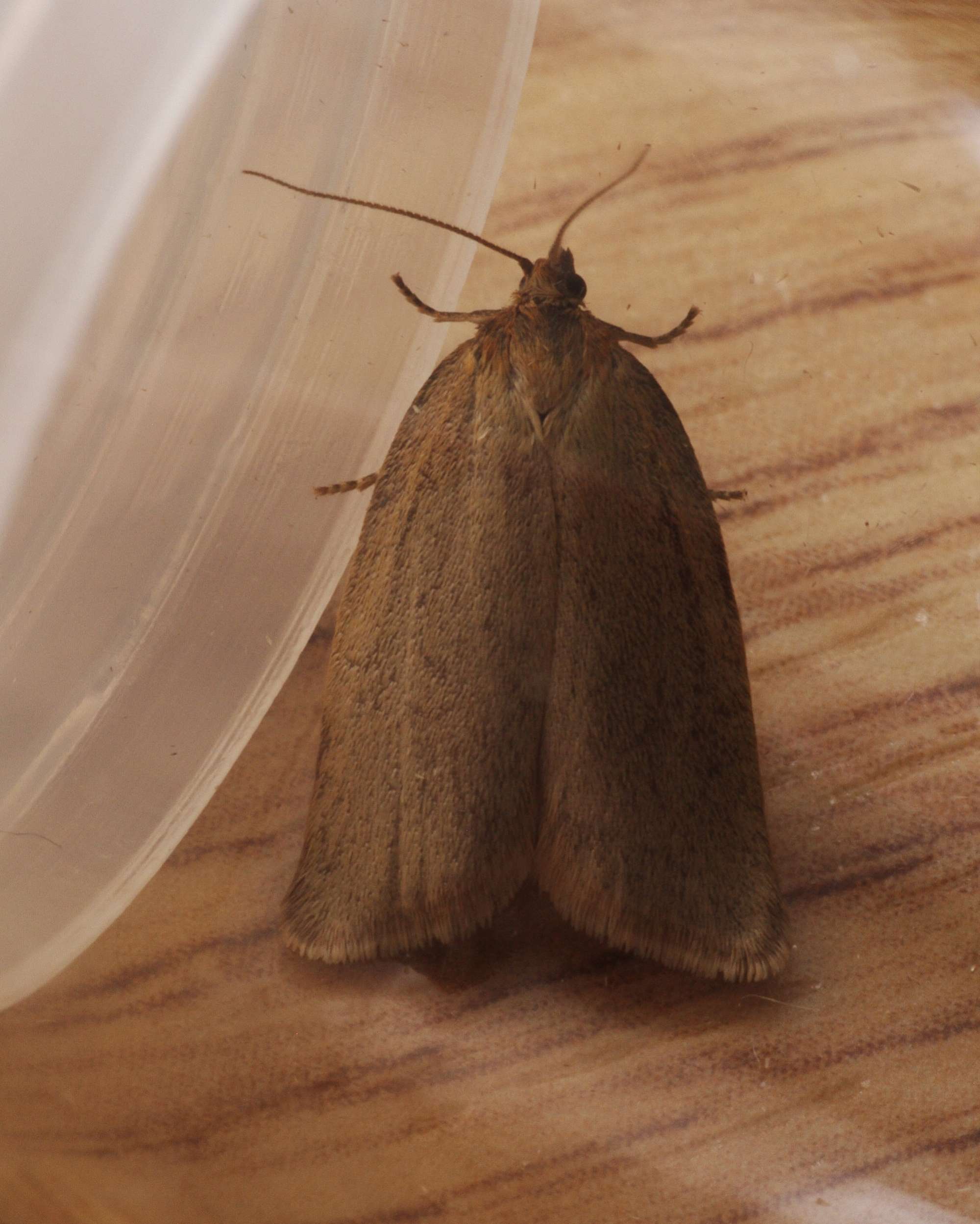 Timothy Tortrix (Zelotherses paleana) photographed in Somerset by John Connolly