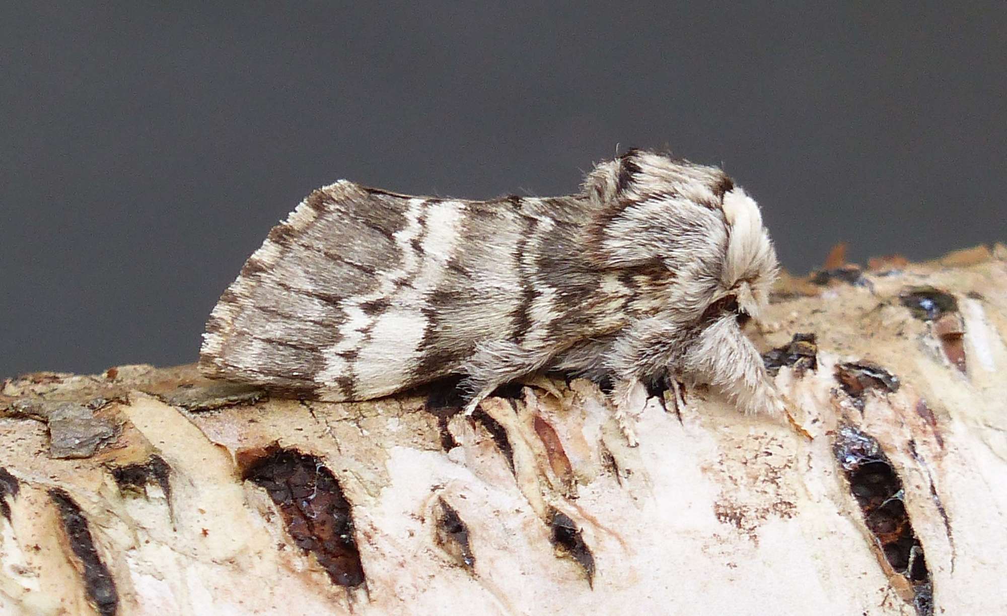 Lunar Marbled Brown (Drymonia ruficornis) photographed in Somerset by Jenny Vickers