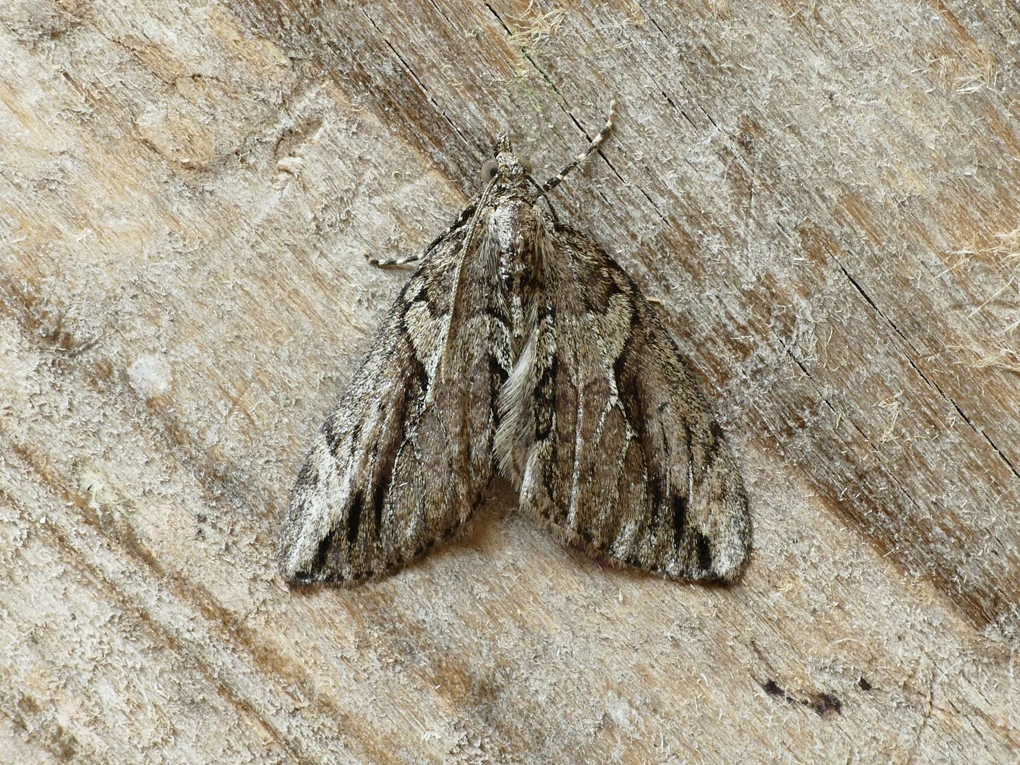 Cypress Carpet (Thera cupressata) photographed in Somerset by Paul Wilkins