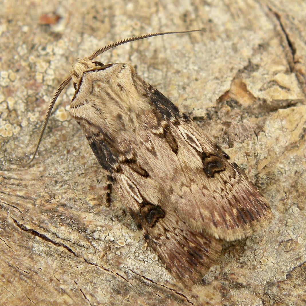 Shuttle-shaped Dart (Agrotis puta) photographed in Somerset by Sue Davies