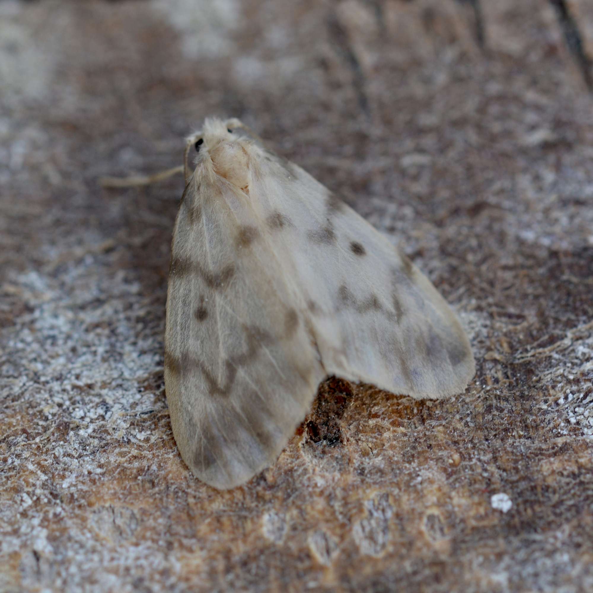 Muslin Footman (Nudaria mundana) photographed in Somerset by Sue Davies