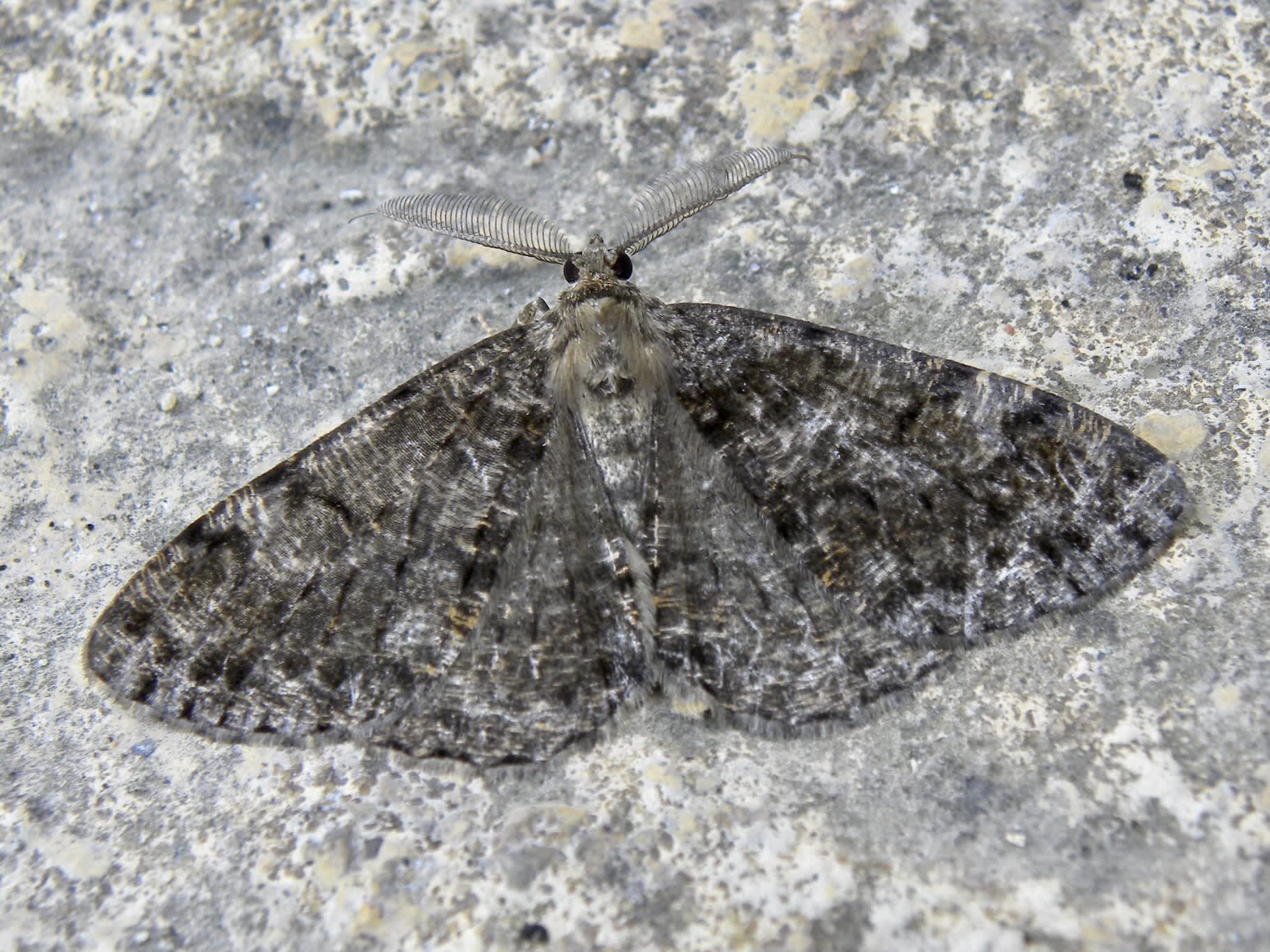 Satin Beauty (Deileptenia ribeata) photographed in Somerset by Sue Davies