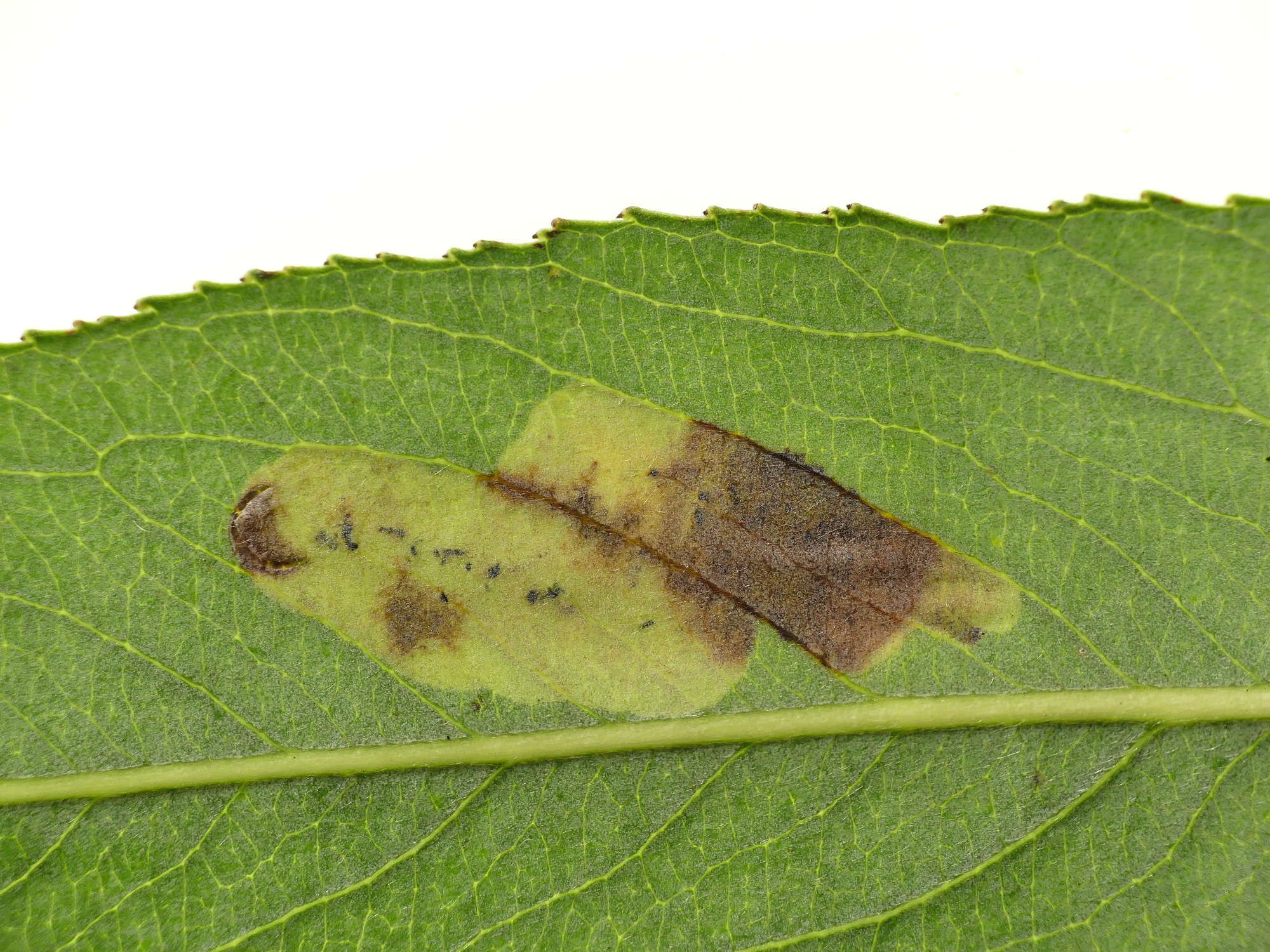 Willow Pigmy (Stigmella obliquella) photographed in Somerset by Paul Wilkins