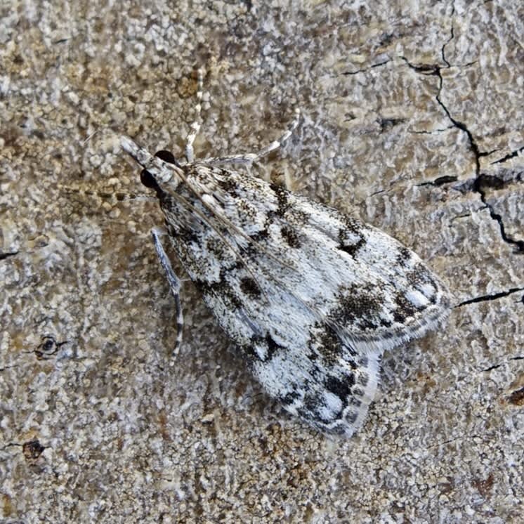 Little Grey (Eudonia lacustrata) photographed in Somerset by Sue Davies