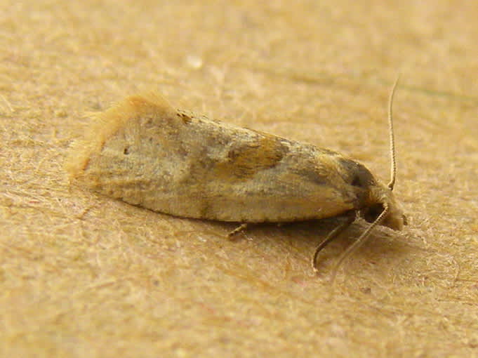 Phalonidia affinitana | Somerset Moths