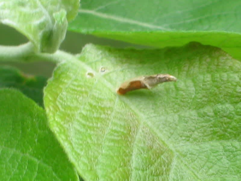 Osier Case-bearer (Coleophora lusciniaepennella) photographed in Somerset by Christopher Iles