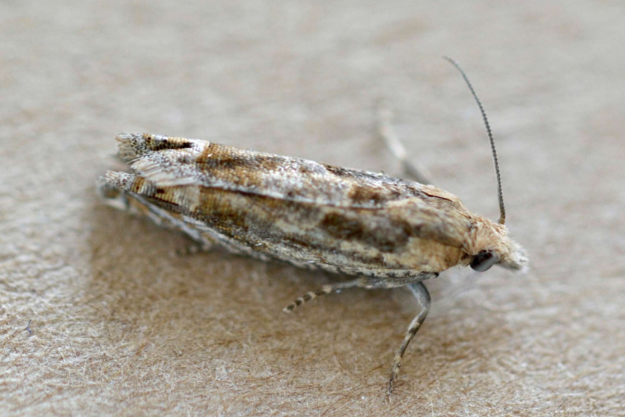 Saltmarsh Bell (Eucosma tripoliana) photographed in Somerset by Sue Davies