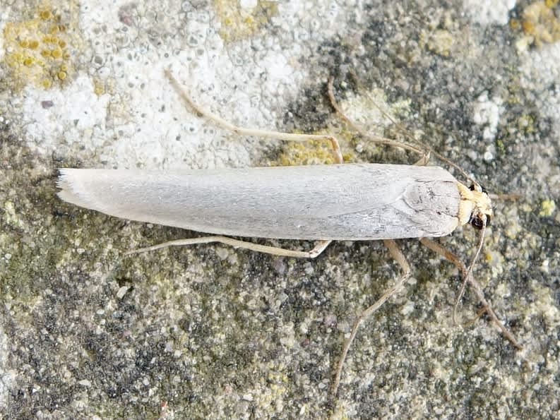 Hoary Footman (Eilema caniola) photographed in Somerset by Sue Davies