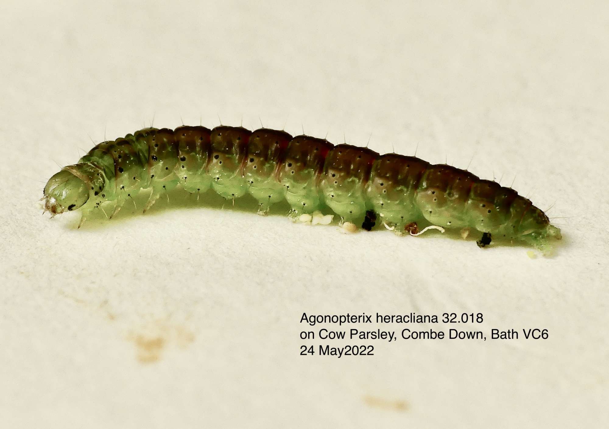 Common Flat-body (Agonopterix heracliana) photographed in Somerset by Paul Wilkins