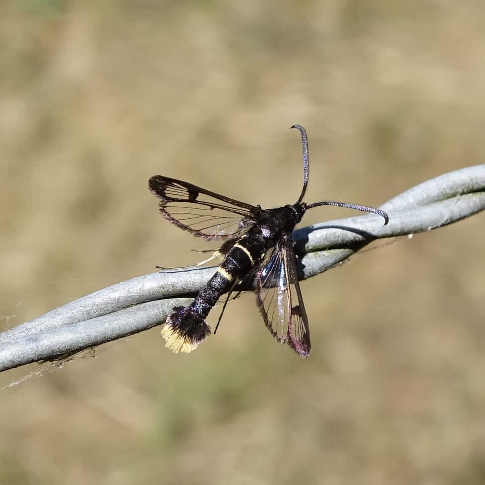 Orange-tailed Clearwing (Synanthedon andrenaeformis) photographed in Somerset by Sue Davies