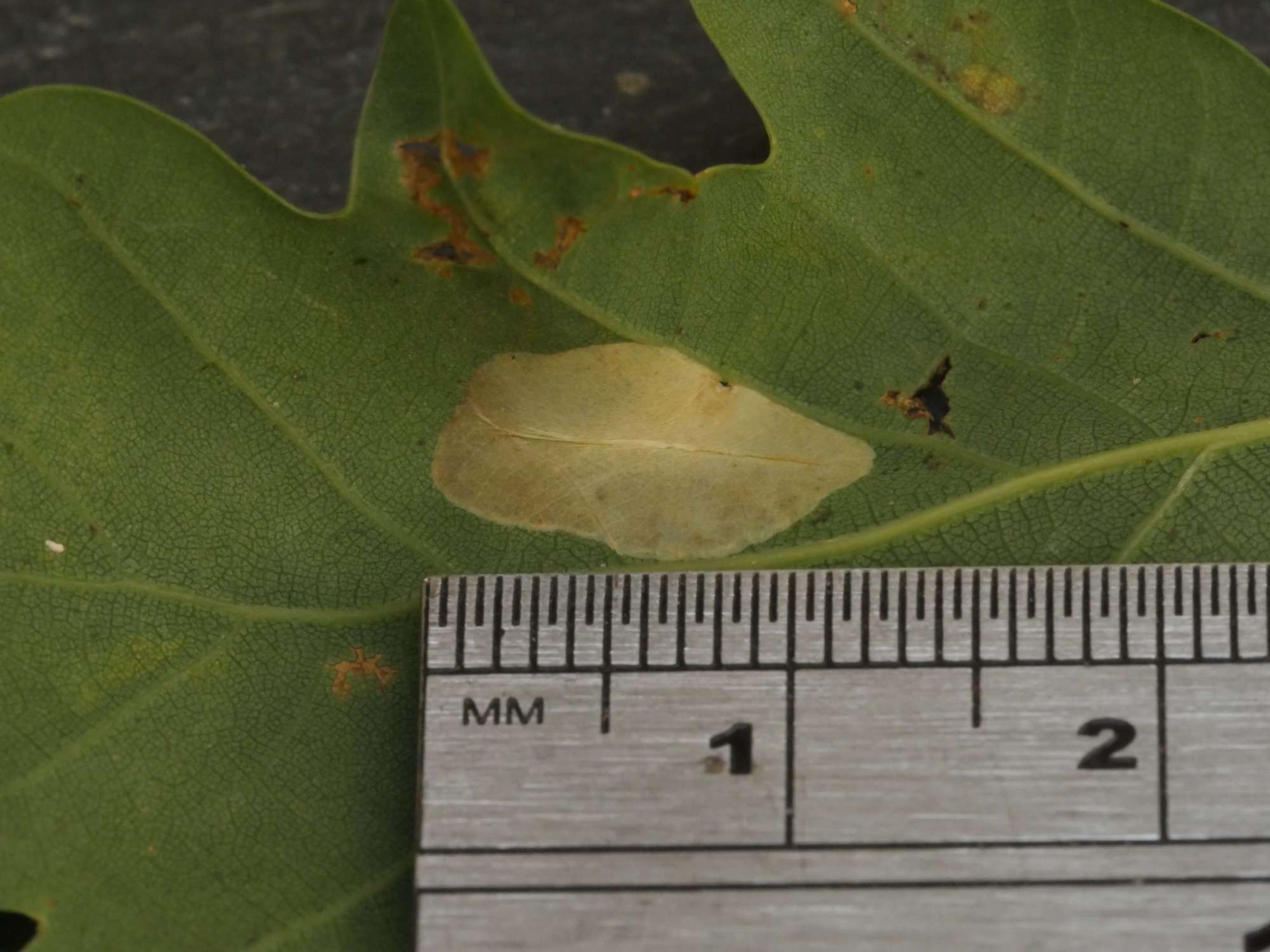 Western Midget (Phyllonorycter muelleriella) photographed in Somerset by Jenny Vickers