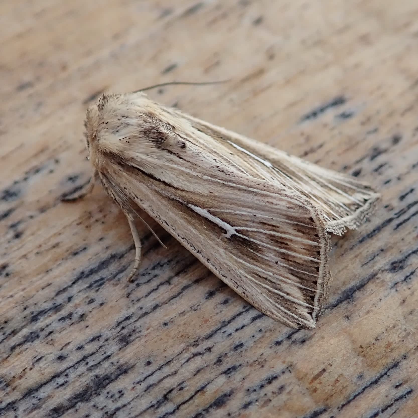 L-album Wainscot (Mythimna l-album) photographed in Somerset by Sue Davies