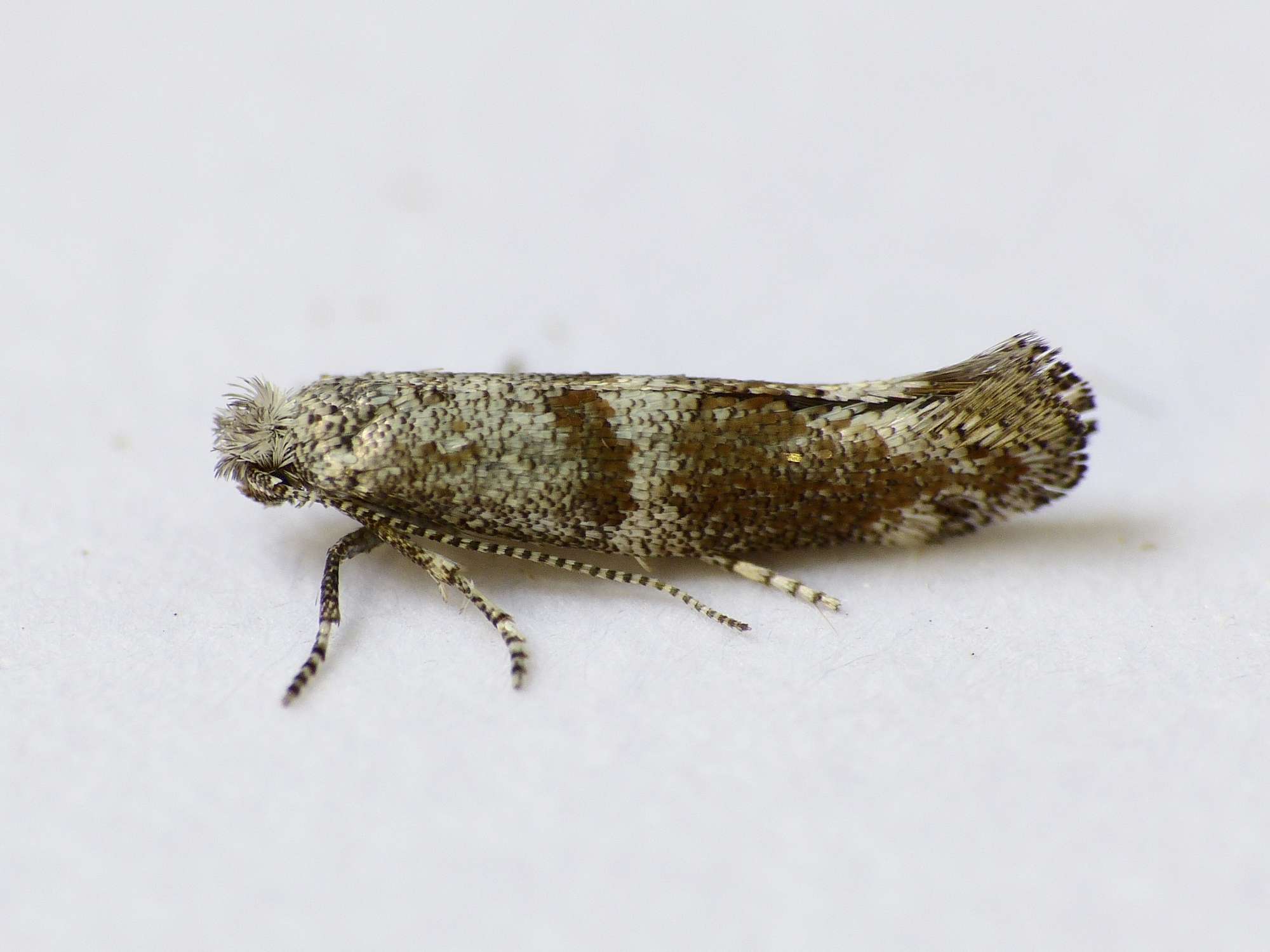 Brown Pine Ermine (Cedestis subfasciella) photographed in Somerset by Paul Wilkins