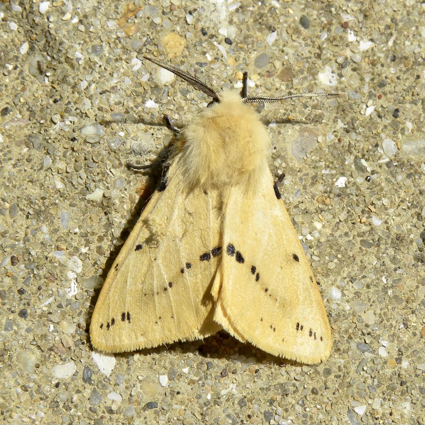 Buff Ermine (Spilosoma lutea) photographed in Somerset by Sue Davies