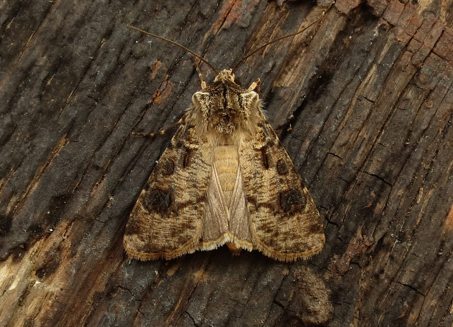 Heart & Club (Agrotis clavis) photographed in Somerset by Steve Chapple