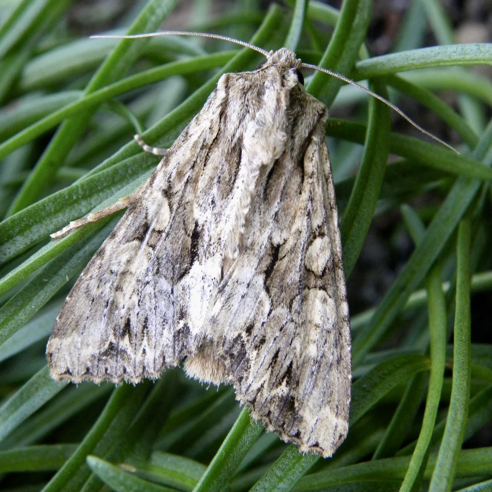 Dark Arches (Apamea monoglypha) photographed in Somerset by Sue Davies