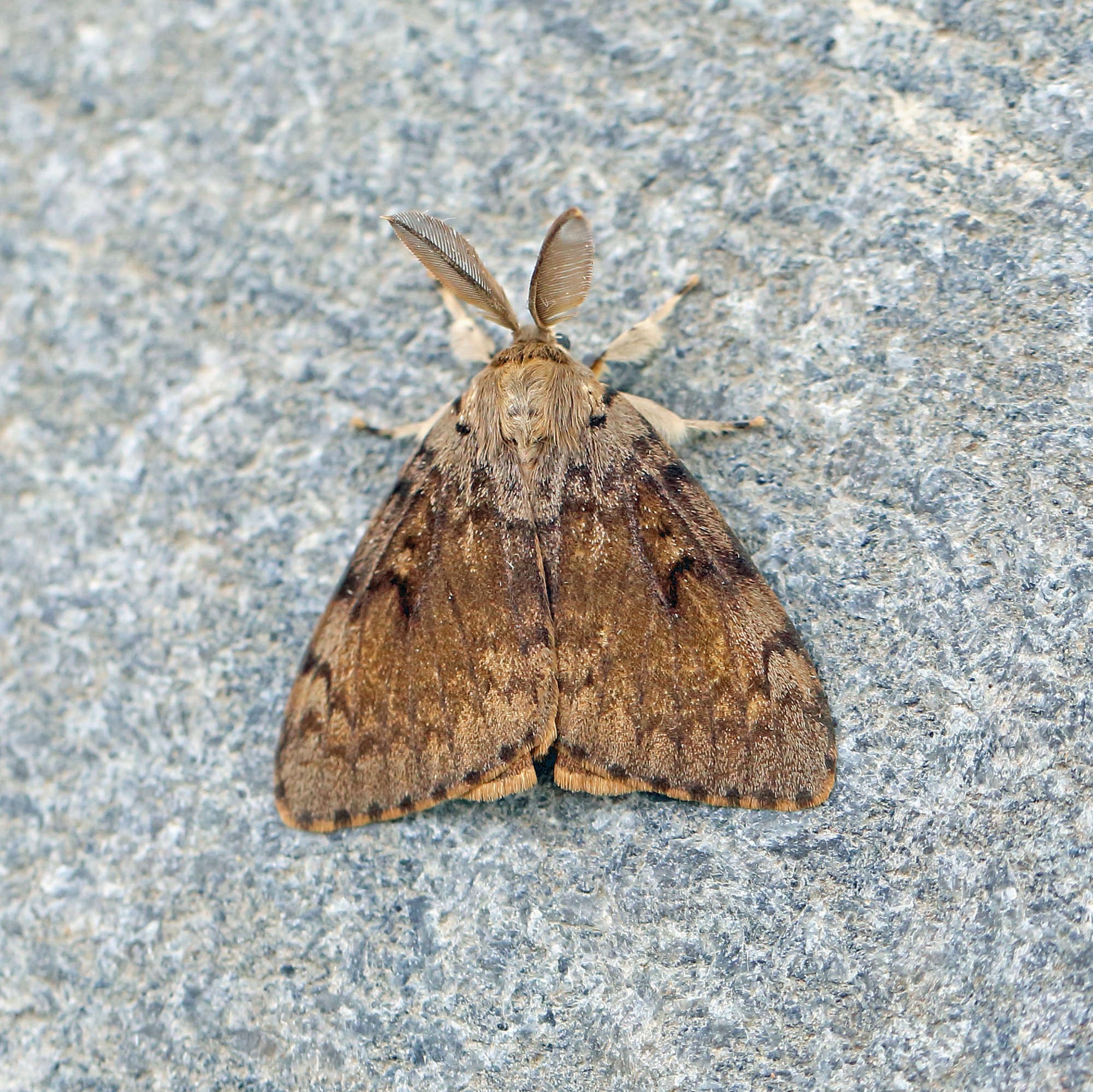 Gypsy Moth (Lymantria dispar) photographed in Somerset by Nigel Voaden