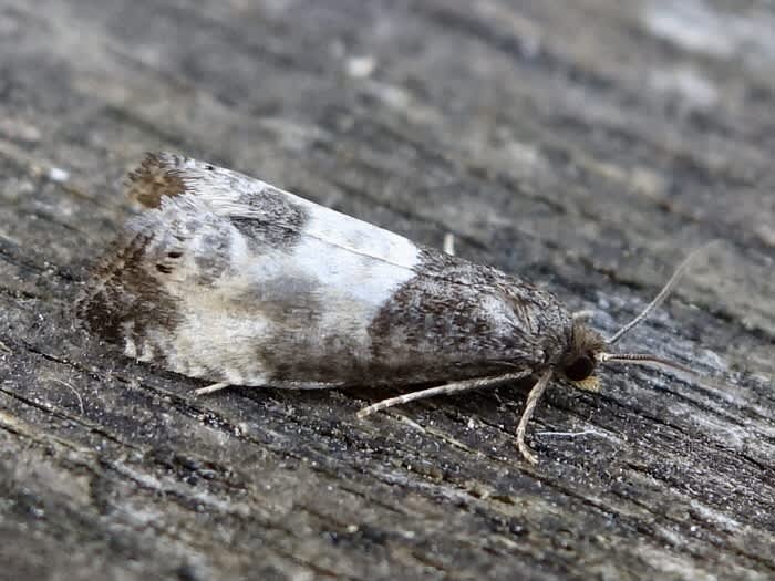 Yellow-faced Bell (Notocelia cynosbatella) photographed in Somerset by Sue Davies