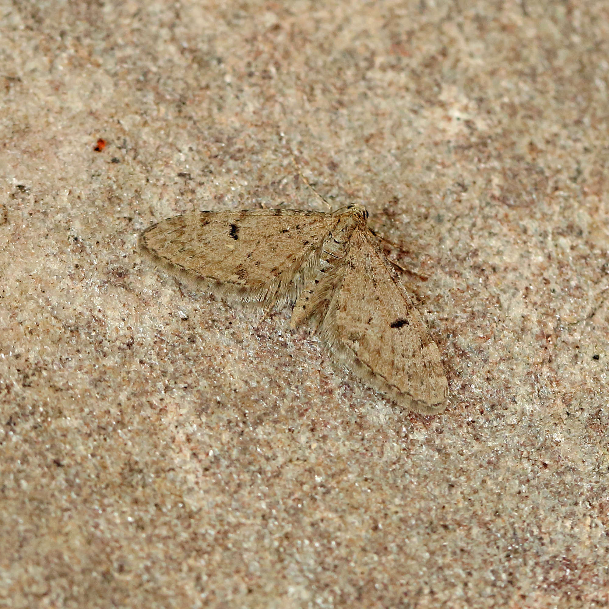 Ochreous Pug (Eupithecia indigata) photographed in Somerset by Nigel Voaden