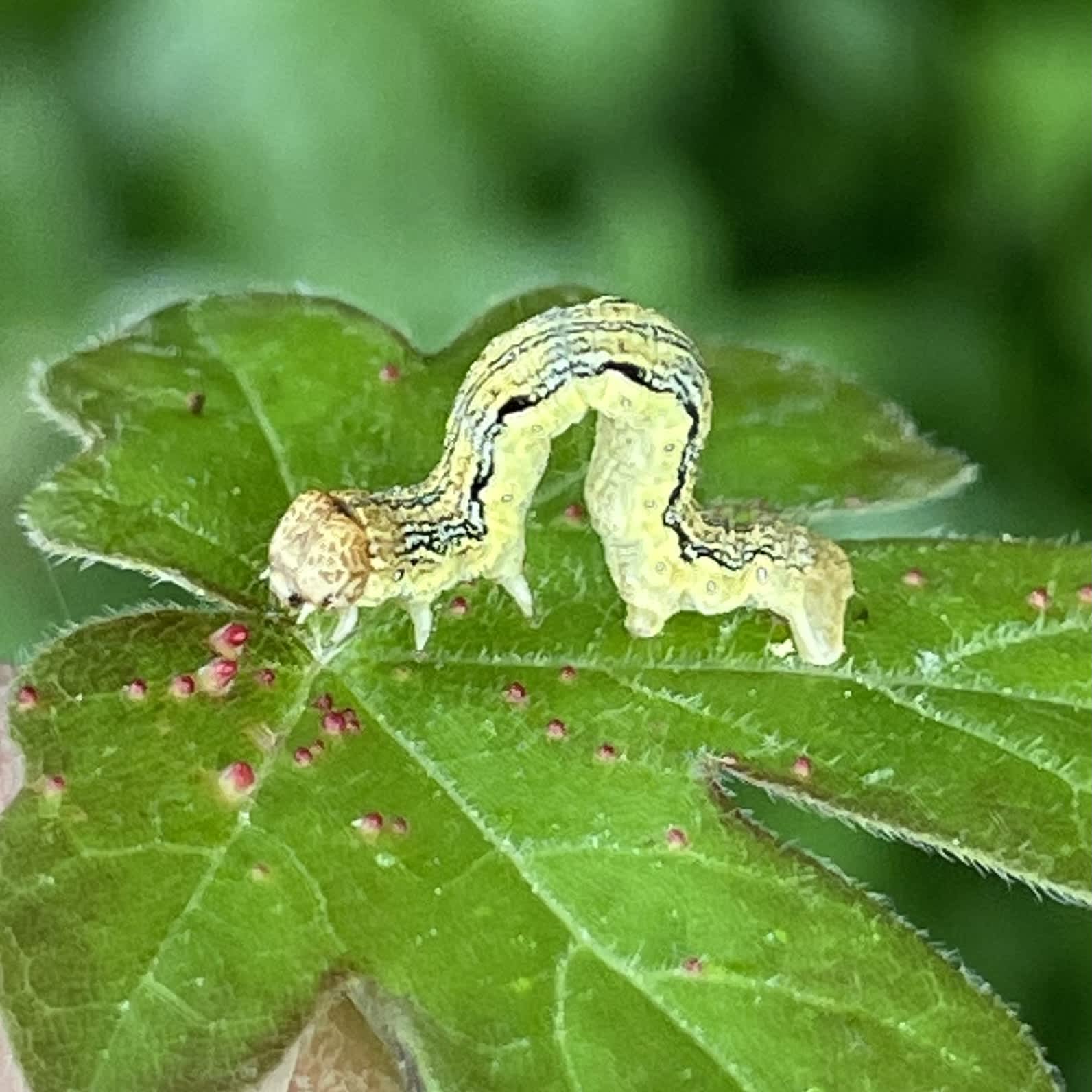 Mottled Umber (Erannis defoliaria) photographed in Somerset by Sue Davies