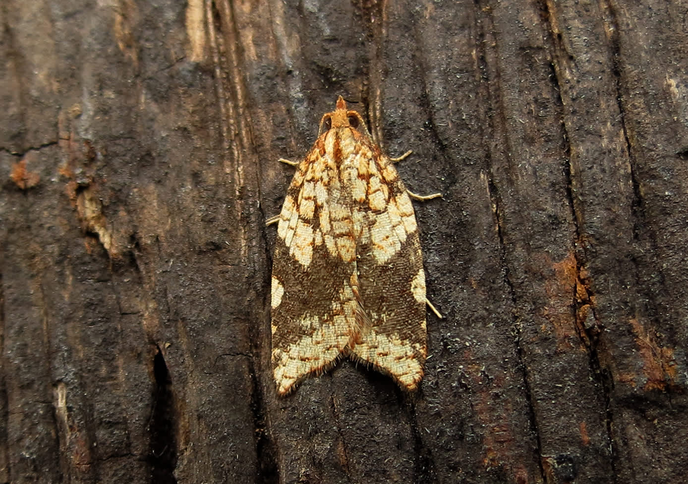 Rhomboid Tortrix (Acleris rhombana) photographed in Somerset by Steve Chapple