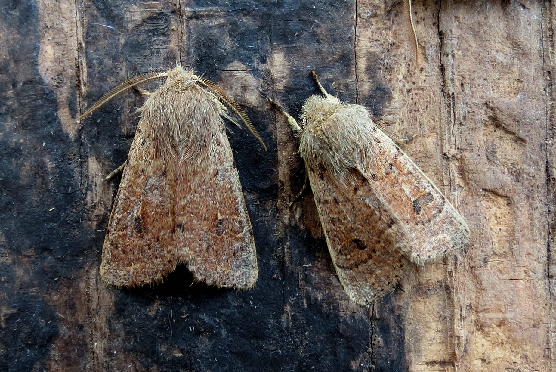 Small Quaker (Orthosia cruda) photographed in Somerset by Steve Chapple