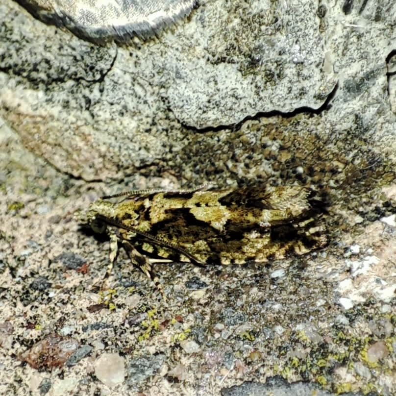 Cock's-head Bell (Zeiraphera isertana) photographed in Somerset by Jane Cole