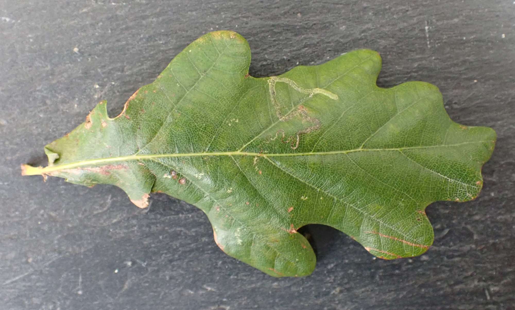 Base-spotted Pigmy (Stigmella basiguttella) photographed in Somerset by Jenny Vickers