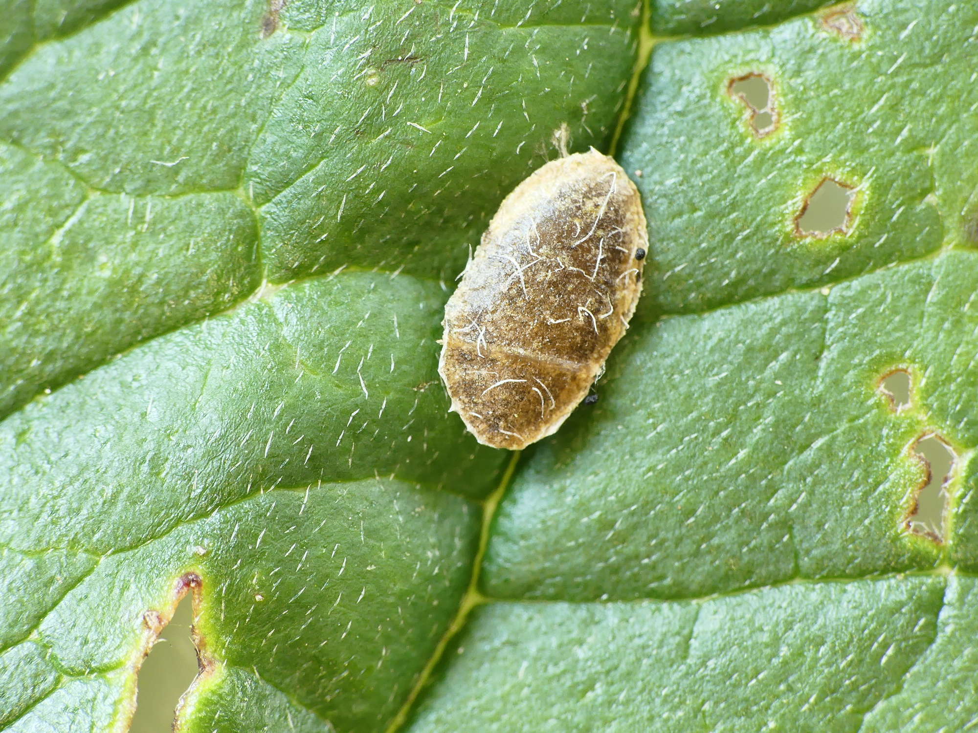 Yellow-spot Lift (Antispila petryi) photographed in Somerset by Paul Wilkins