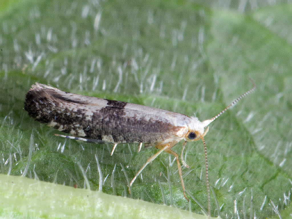 Blackthorn Argent (Argyresthia spinosella) photographed in Somerset by John Bebbington