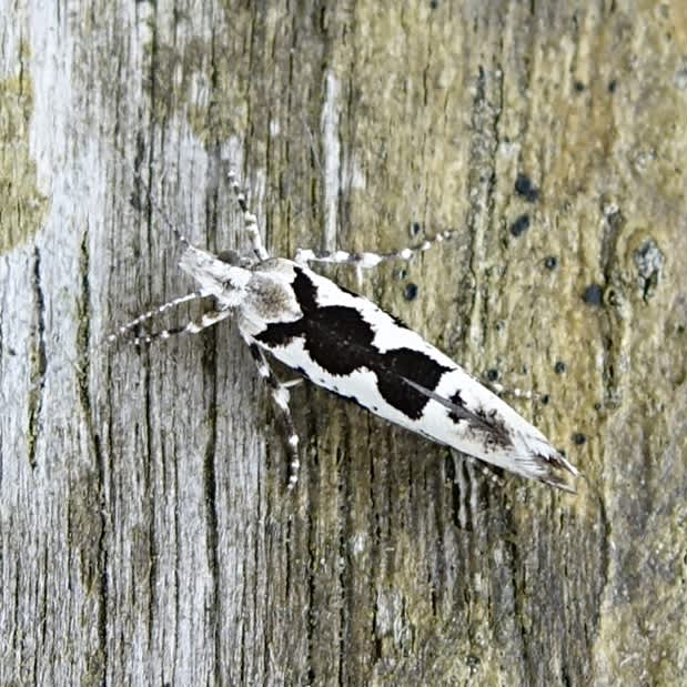 Pied Smudge (Ypsolopha sequella) photographed in Somerset by Sue Davies