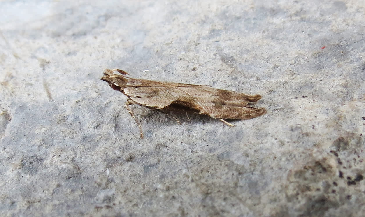 Square-spot Sober (Hypatima rhomboidella) photographed in Somerset by Steve Chapple