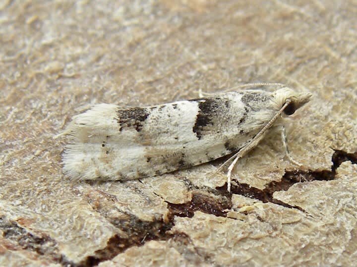 Crescent Bell (Epinotia bilunana) photographed in Somerset by Sue Davies