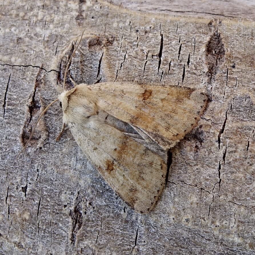 Ingrailed Clay (Diarsia mendica) photographed in Somerset by Sue Davies