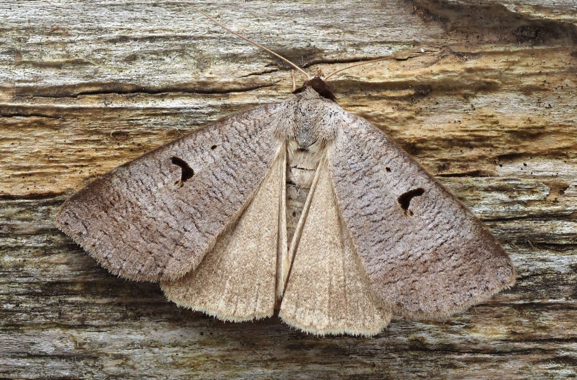 The Blackneck (Lygephila pastinum) photographed in Somerset by Steve Chapple