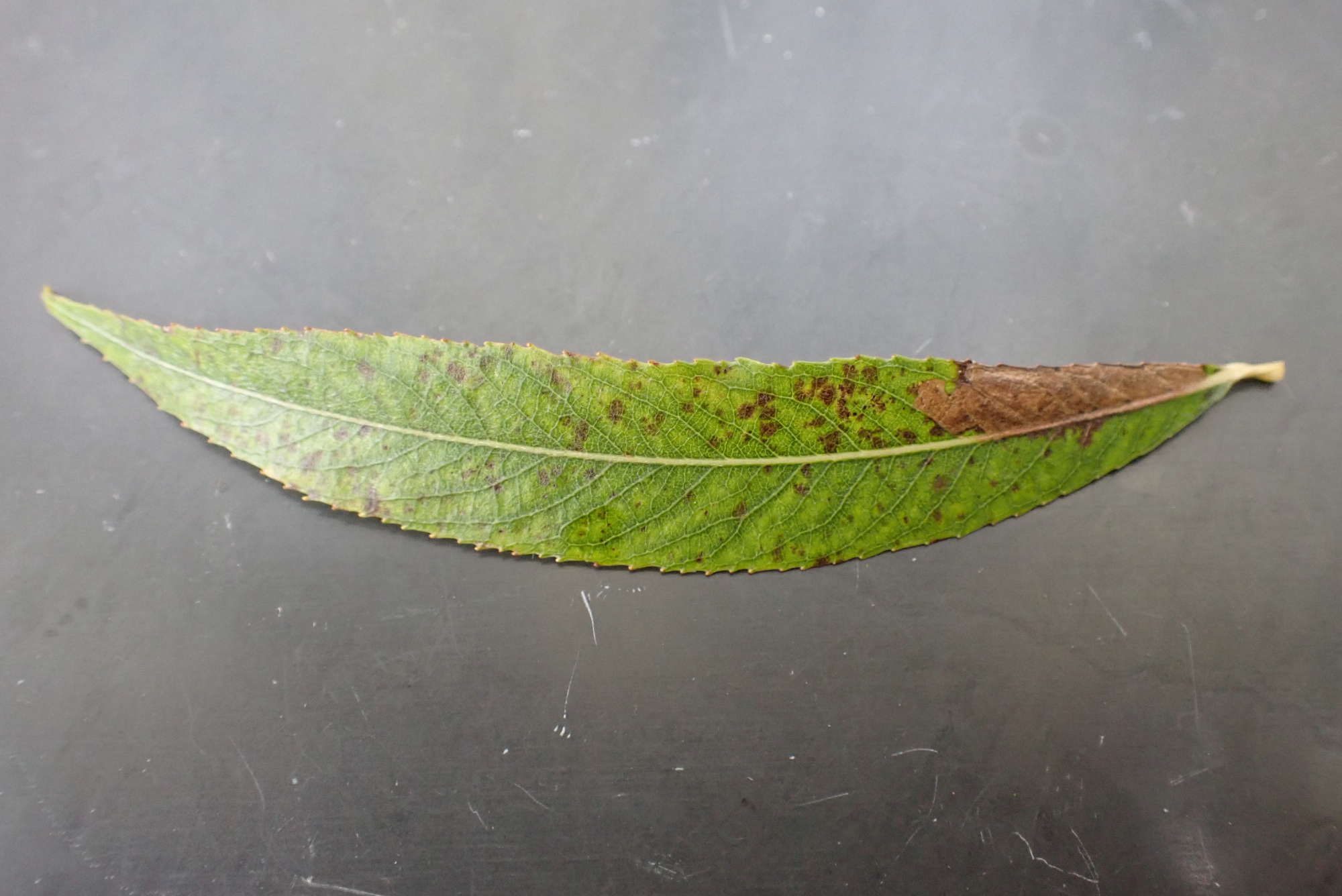 Willow Pigmy (Stigmella obliquella) photographed in Somerset by Jenny Vickers