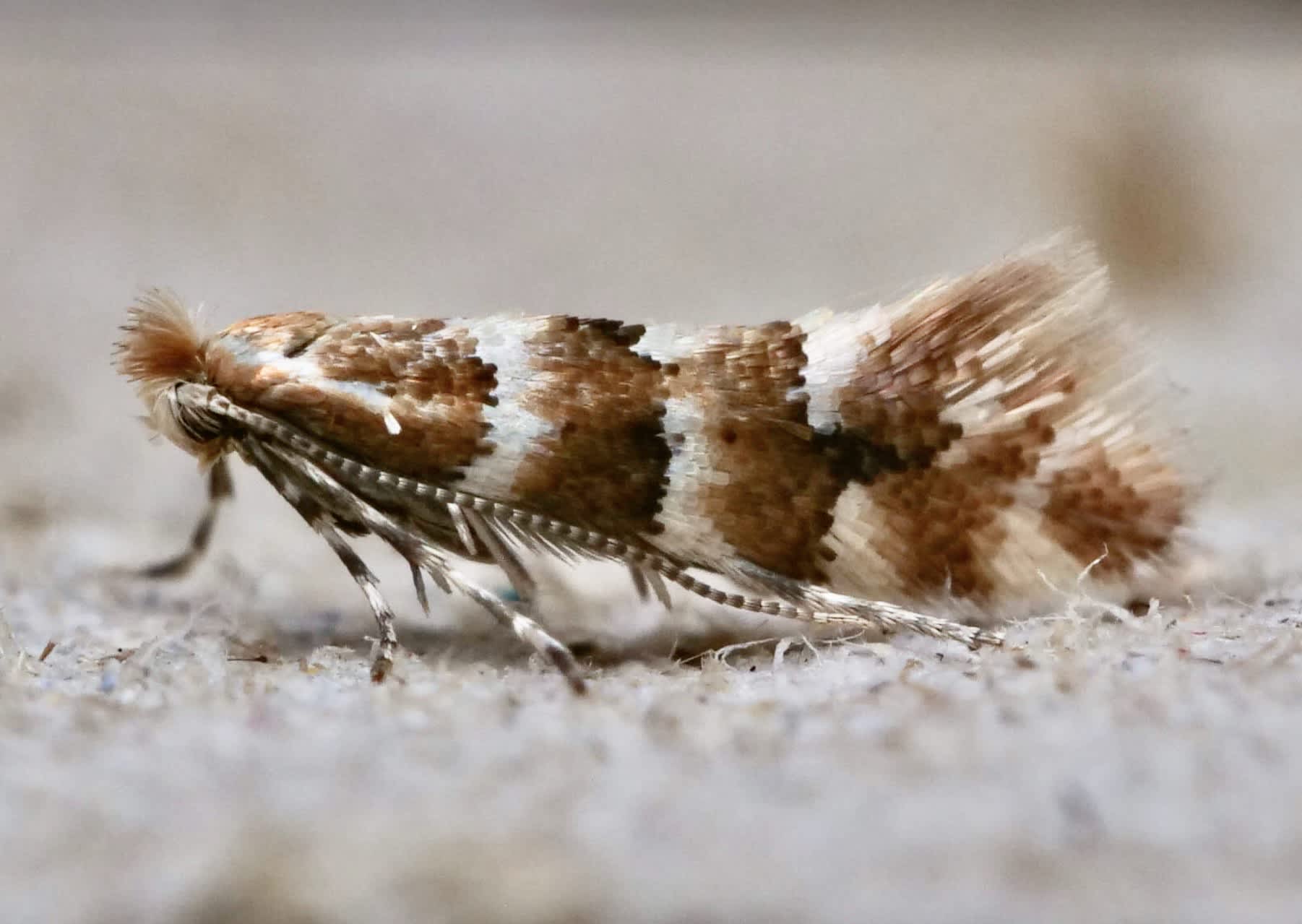 Large Midget (Phyllonorycter emberizaepenella) photographed in Somerset by Paul Wilkins