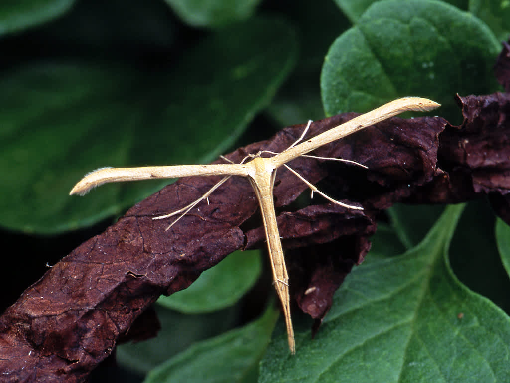 Common Plume (Emmelina monodactyla) photographed in Somerset by John Bebbington