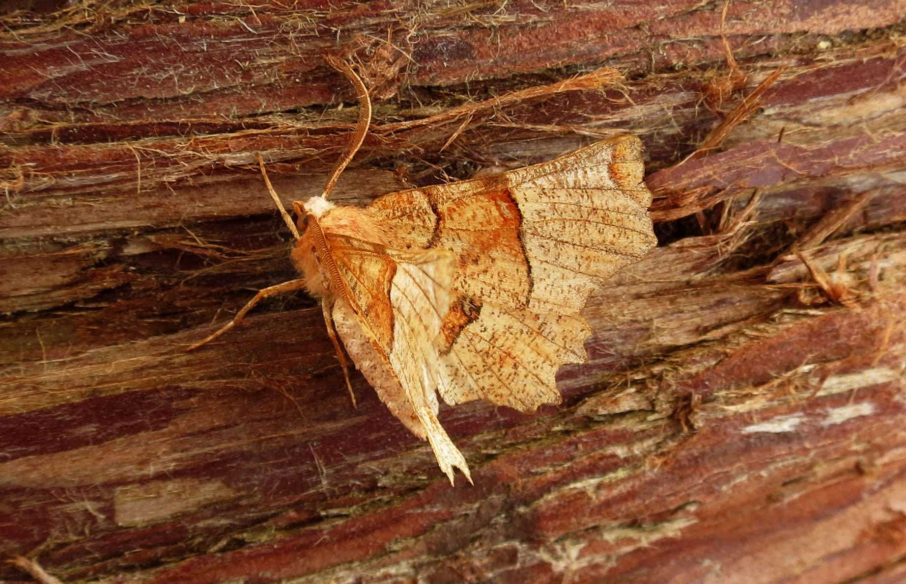 Lunar Thorn (Selenia lunularia) photographed in Somerset by Steve Chapple