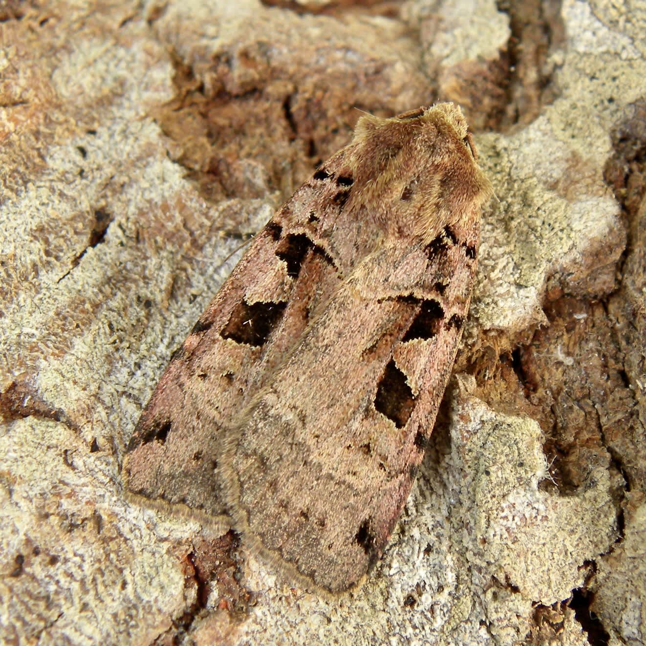 Double Square-spot (Xestia triangulum) photographed in Somerset by Sue Davies